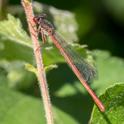 Ceriagrion tenellum erythrogastrum female